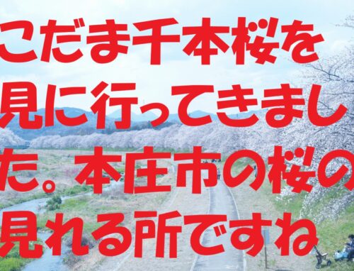 こだま千本桜に行ってきました