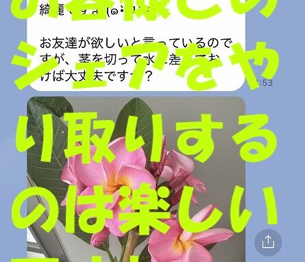 お客様との“ほっこり”をシェア🌺 プルメリアが咲いたLINE＆初来店のお礼メール