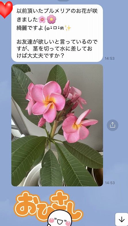 お客様から届いたプルメリア開花のLINEスクリーンショット