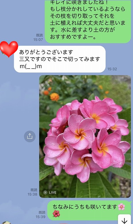 ゲスト様宅で満開に咲いたピンク色のプルメリア