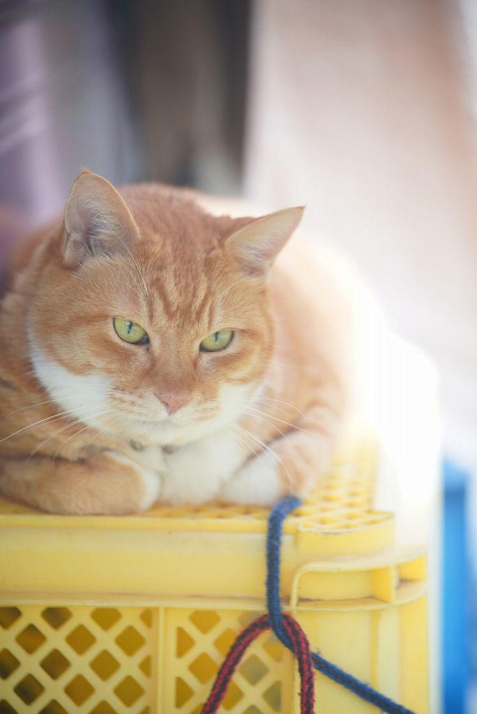 練習写真：猫の写真