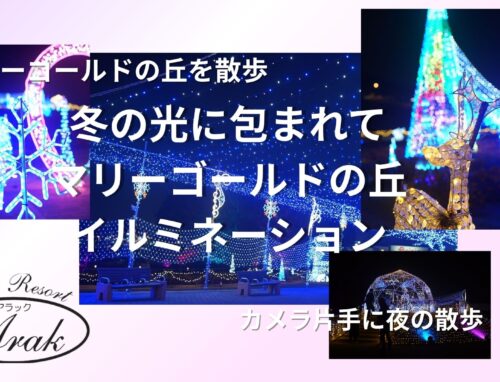 マリーゴールドの丘のイルミネーションを見に行ってきました