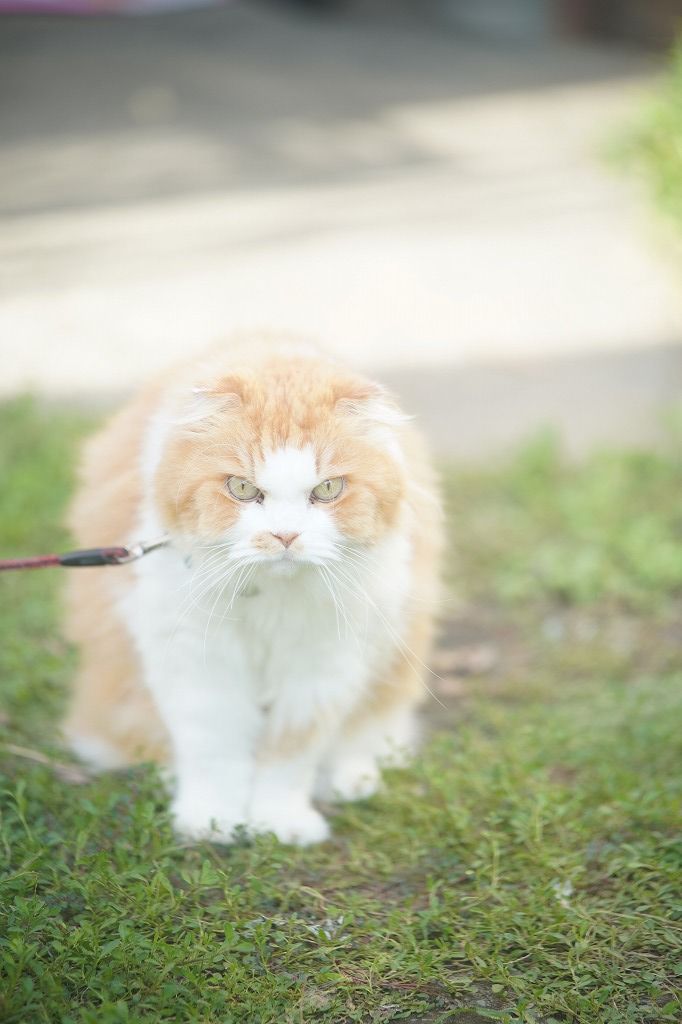 HairResort Arakの猫 ココ（COCO）