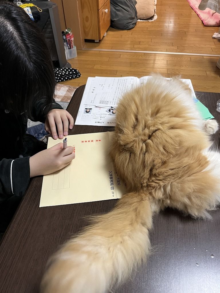 長女の勉強を邪魔する猫 ココ